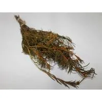 букет из трав (багульник) бацькина баня